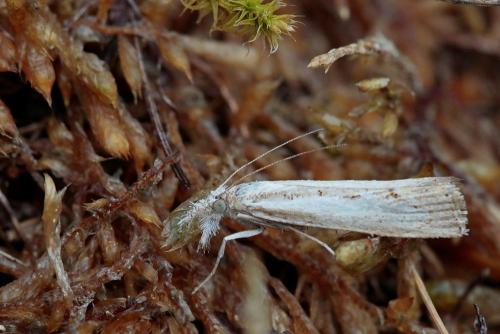 Agriphila geniculea